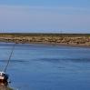 Moutons en bord de mer