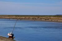 Moutons en bord de mer